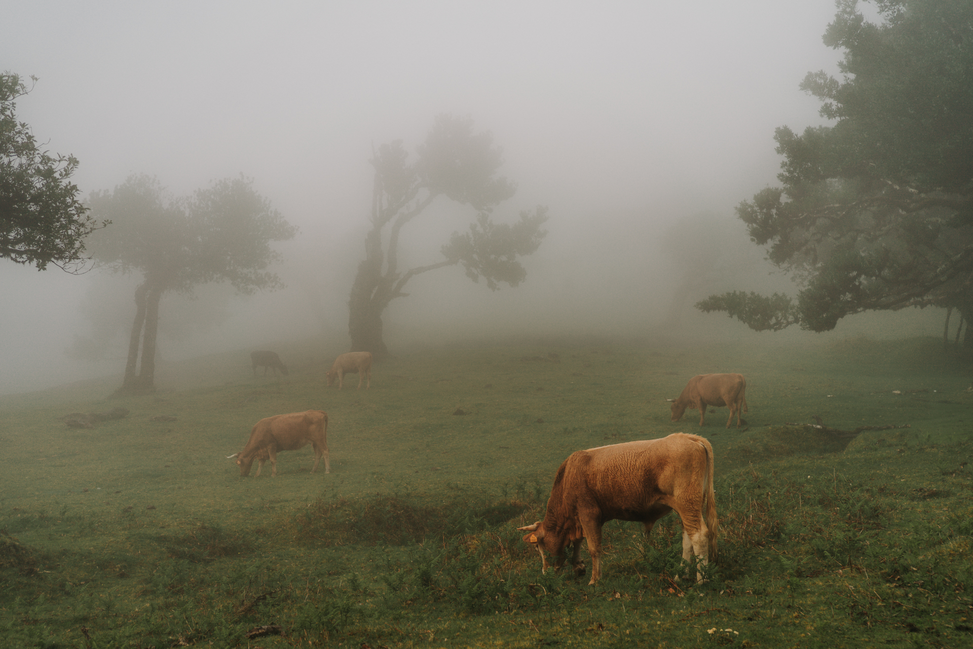 Pico do Areeiro